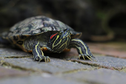 red slider closeup